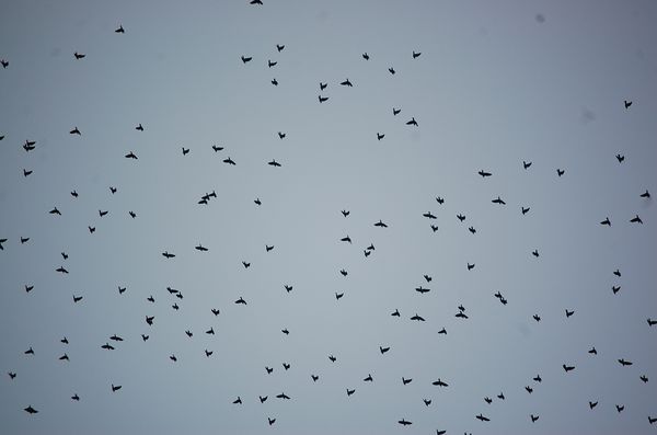 observation-oiseaux-migrateurs-3